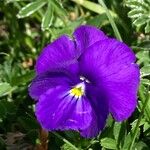 Viola calcarata Λουλούδι