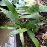 Sobralia macrantha Leaf