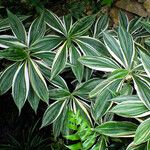 Dracaena reflexa Habit