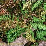 Woodsia ilvensis عادت داشتن