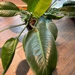 Philodendron davidsonii Yaprak