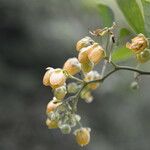 Senna hayesiana Flower