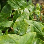 Hypericum hircinum Blad