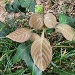 Pseuderanthemum alatum Hoja