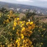 Ulex europaeusFlower