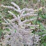 Echium italicum Fruit