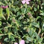 Saponaria ocymoides Leaf