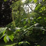 Clethra alnifolia Hábito