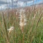 Bothriochloa laguroides Flower