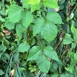 Toxicodendron radicans Ліст