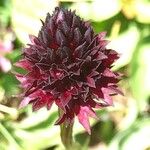 Gymnadenia nigra Flower