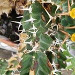 Euphorbia clavigera Rinde