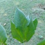 Sterculia apetala Leaf