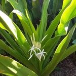 Crinum asiaticumFlor