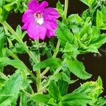 Epilobium hirsutumപുഷ്പം