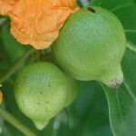 Cordia subcordata Fruto