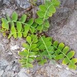 Sonchus ustulatus Leaf