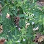Hedeoma pulegioides Leaf