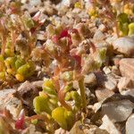 Calyptridium monandrum Flor