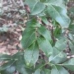 Ilex vomitoria Ліст