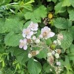 Rubus armeniacusFlower