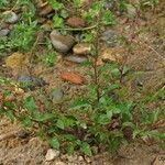 Chenopodium polyspermum Hábito