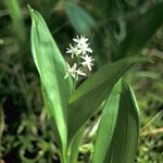 Maianthemum trifolium പുഷ്പം