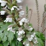 Acanthus spinosusÇiçek