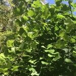 Erythrina caffra Hoja
