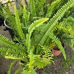 Nephrolepis cordifolia Blatt