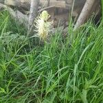 Phyteuma spicatum Çiçek