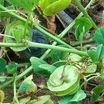 Medicago orbicularis Fruit