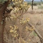 Kalanchoe lanceolata Други