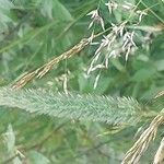 Phalaris aquatica Fula