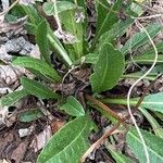 Senecio provincialis Leaf