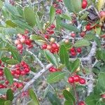 Ilex vomitoria Gyümölcs