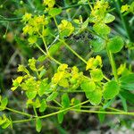 Euphorbia esula Flower