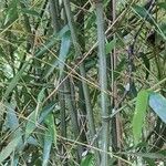 Phyllostachys sulphurea Leaf