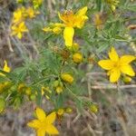 Hypericum linariifolium Flor