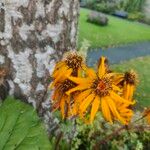 Ligularia dentataЦветок