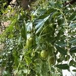 Ziziphus lotus Fruto