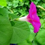 Ipomoea quamoclit Kvet