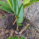 Alpinia zerumbet Leaf