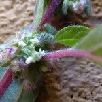 Parietaria officinalis Flower