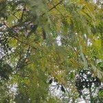 Jacaranda mimosifolia Blatt