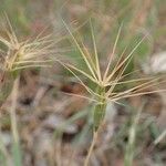 Aegilops neglecta Ffrwyth