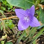 Platycodon grandiflorusFlower