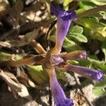 Orobanche nana Кветка