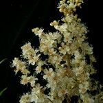 Sorbaria tomentosa Kvet
