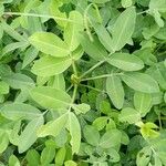 Arachis hypogaea Leaf